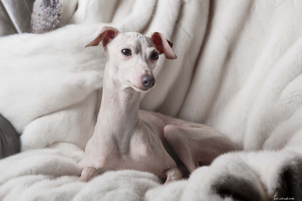 Top 10 Dog Breeds Perfect for First-Time Owners