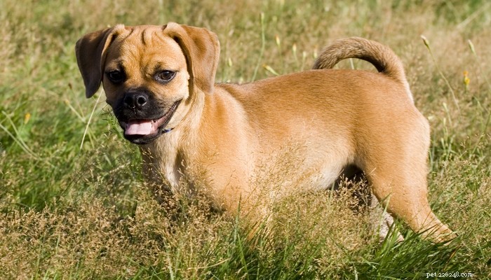 Top 10 Dog Breeds Perfect for First-Time Owners