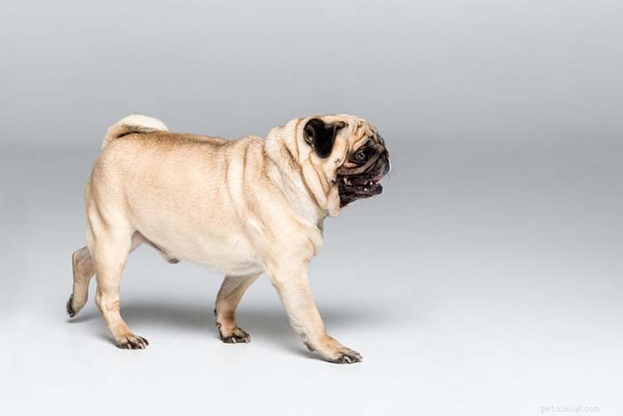 Top 10 Dog Breeds Perfect for First-Time Owners