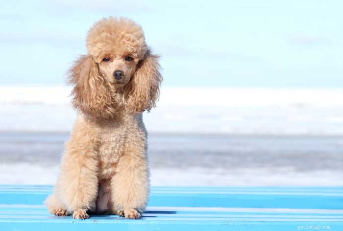 Top 10 Dog Breeds Perfect for First-Time Owners