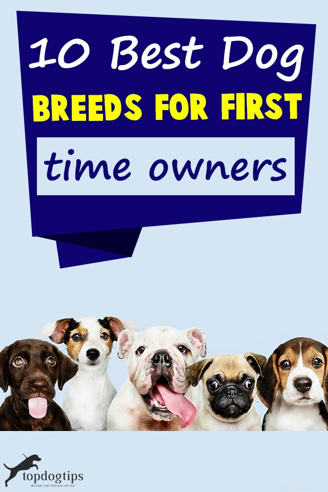 Top 10 Dog Breeds Perfect for First-Time Owners