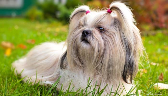 Top 10 Dog Breeds Perfect for First-Time Owners