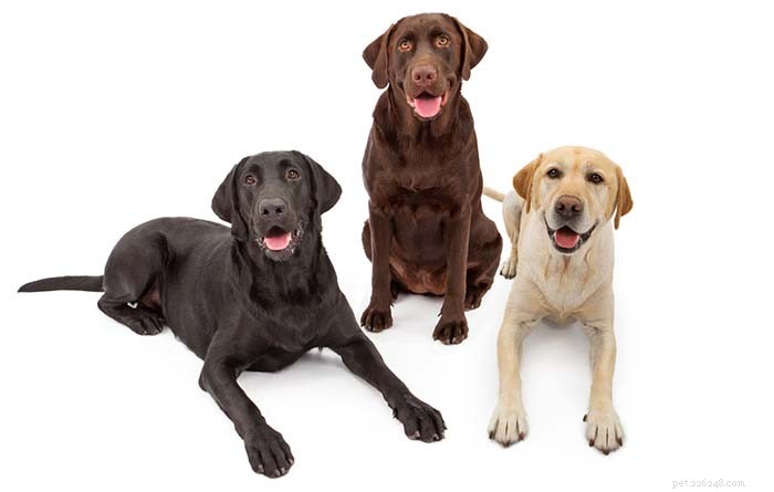 20 Surprising Labrador Retriever Facts Every Owner Should Know