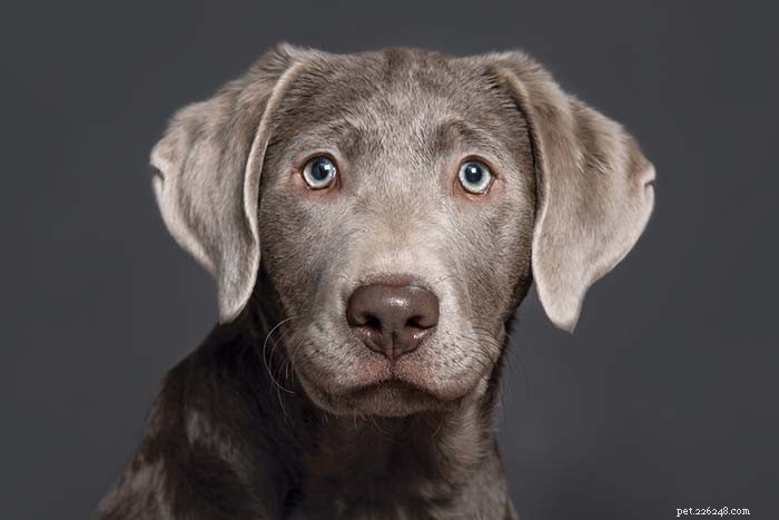 20 Surprising Labrador Retriever Facts Every Owner Should Know