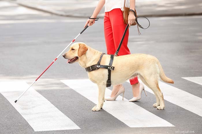 20 Surprising Labrador Retriever Facts Every Owner Should Know
