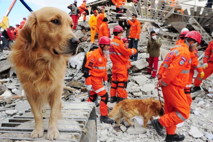 20 Surprising Labrador Retriever Facts Every Owner Should Know
