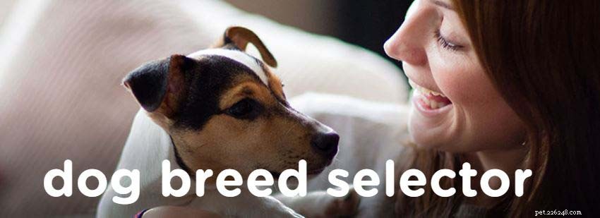 Top 4 Dog Breed Quiz Sites to Find Your Perfect Match