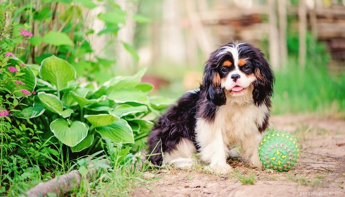25 Slowest Dog Breeds: Perfect for Gentle Walkers & Senior Pet Lovers