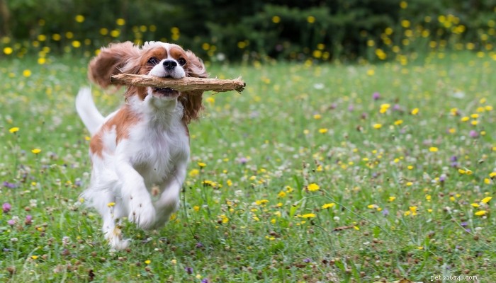 25 Slowest Dog Breeds: Perfect for Gentle Walkers & Senior Pet Lovers