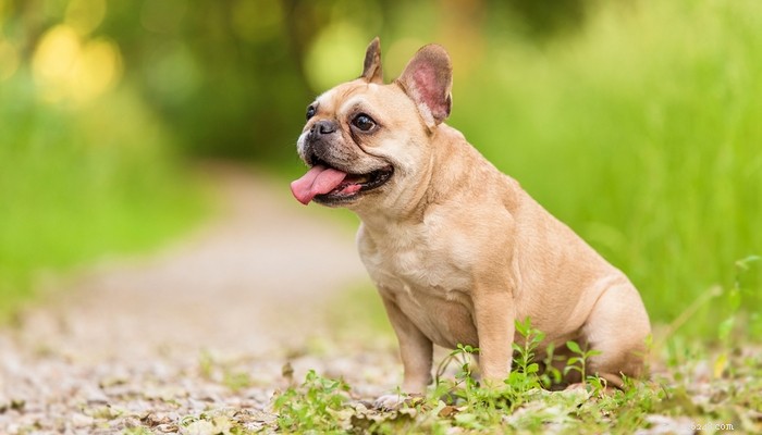 25 Slowest Dog Breeds: Perfect for Gentle Walkers & Senior Pet Lovers