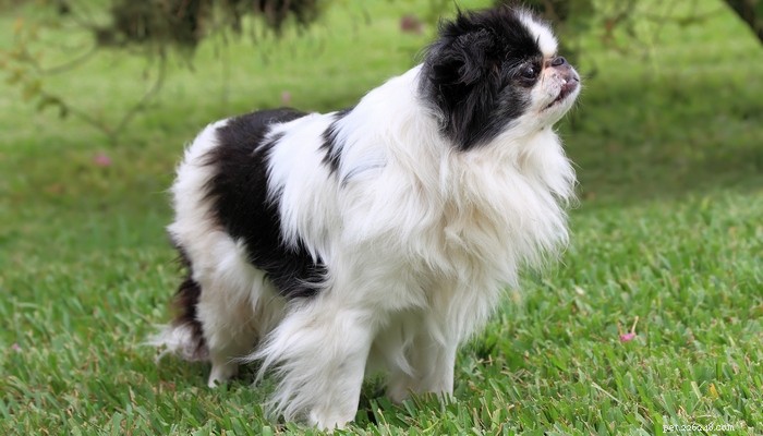 25 Slowest Dog Breeds: Perfect for Gentle Walkers & Senior Pet Lovers