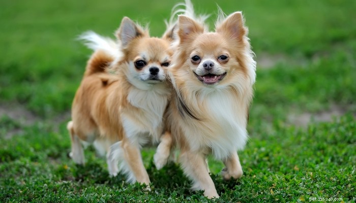 25 Slowest Dog Breeds: Perfect for Gentle Walkers & Senior Pet Lovers