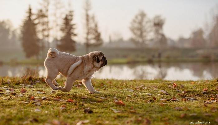 25 Slowest Dog Breeds: Perfect for Gentle Walkers & Senior Pet Lovers