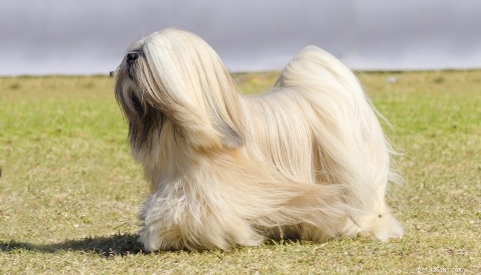 25 Slowest Dog Breeds: Perfect for Gentle Walkers & Senior Pet Lovers