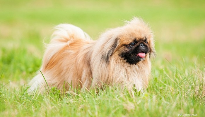 25 Slowest Dog Breeds: Perfect for Gentle Walkers & Senior Pet Lovers