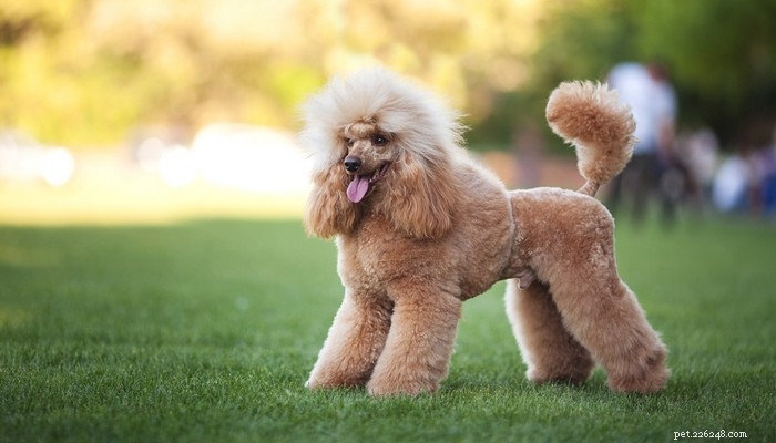 25 Slowest Dog Breeds: Perfect for Gentle Walkers & Senior Pet Lovers