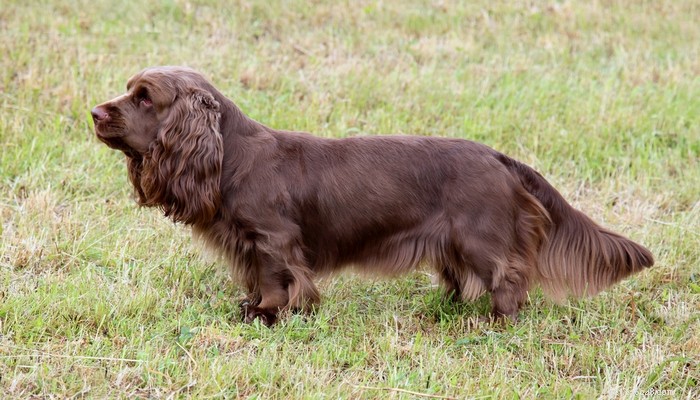 25 Slowest Dog Breeds: Perfect for Gentle Walkers & Senior Pet Lovers