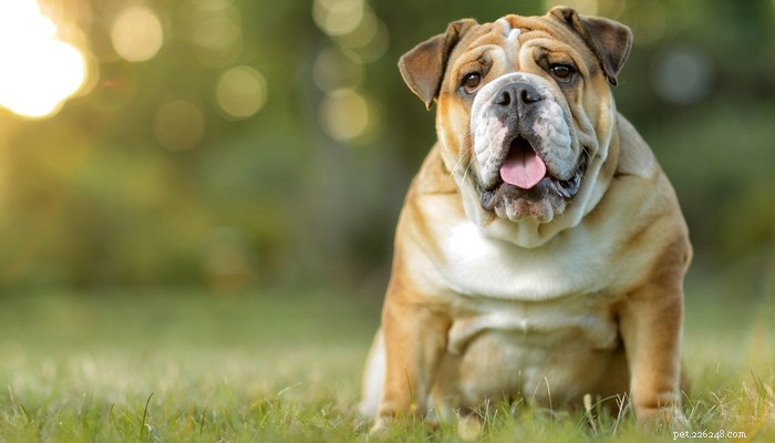 25 Slowest Dog Breeds: Perfect for Gentle Walkers & Senior Pet Lovers