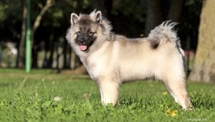 25 Slowest Dog Breeds: Perfect for Gentle Walkers & Senior Pet Lovers