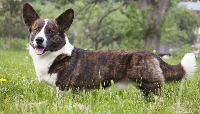 25 Slowest Dog Breeds: Perfect for Gentle Walkers & Senior Pet Lovers