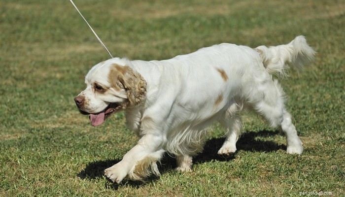 25 Slowest Dog Breeds: Perfect for Gentle Walkers & Senior Pet Lovers