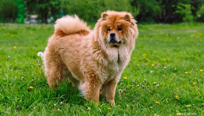 25 Slowest Dog Breeds: Perfect for Gentle Walkers & Senior Pet Lovers