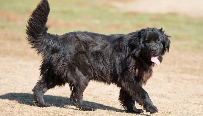 25 Slowest Dog Breeds: Perfect for Gentle Walkers & Senior Pet Lovers