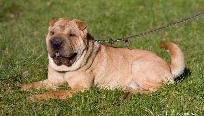 25 Slowest Dog Breeds: Perfect for Gentle Walkers & Senior Pet Lovers