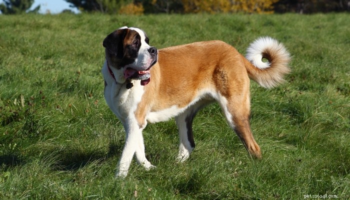 25 Slowest Dog Breeds: Perfect for Gentle Walkers & Senior Pet Lovers