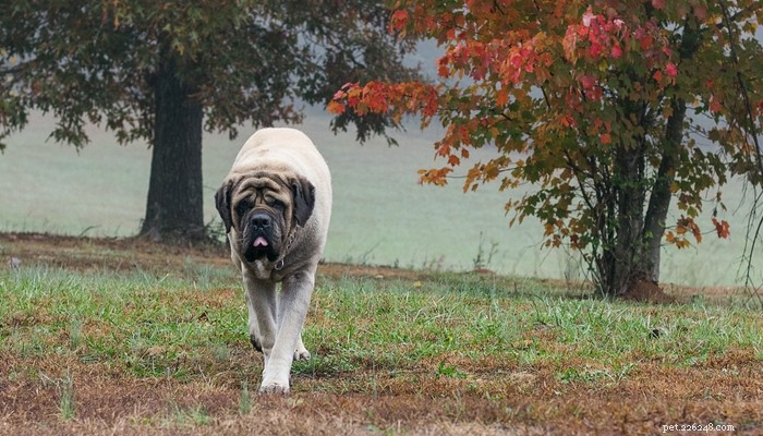 25 Slowest Dog Breeds: Perfect for Gentle Walkers & Senior Pet Lovers