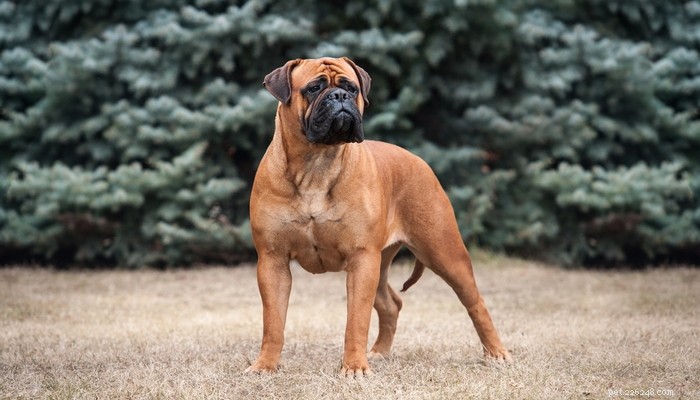 25 Slowest Dog Breeds: Perfect for Gentle Walkers & Senior Pet Lovers
