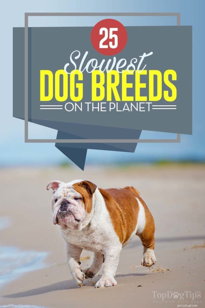25 Slowest Dog Breeds: Perfect for Gentle Walkers & Senior Pet Lovers