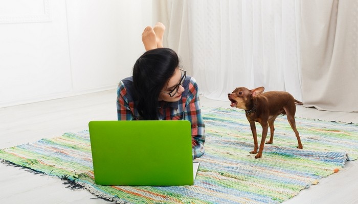 20 Highly Vocal Dog Breeds That Bark Frequently – Find the Best Fit for Your Home