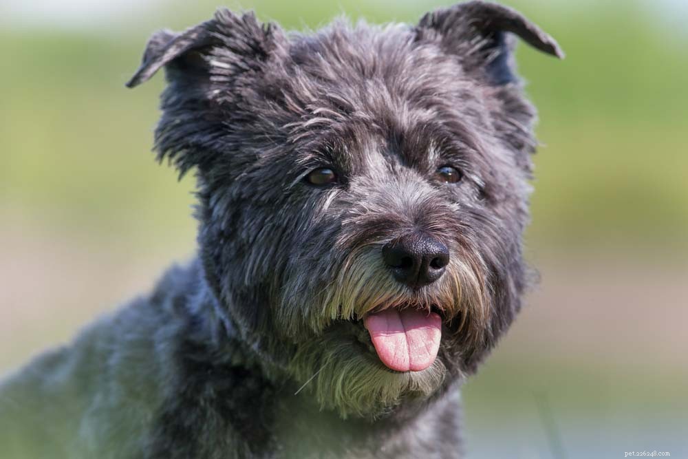 20 Highly Vocal Dog Breeds That Bark Frequently – Find the Best Fit for Your Home