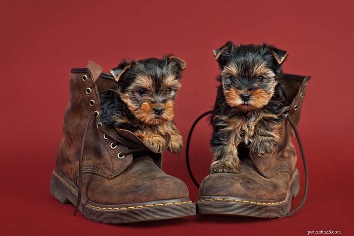 20 Highly Vocal Dog Breeds That Bark Frequently – Find the Best Fit for Your Home