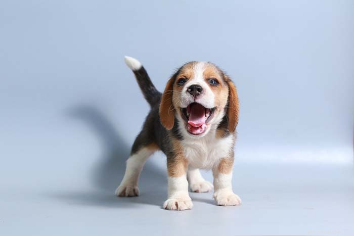 20 Highly Vocal Dog Breeds That Bark Frequently – Find the Best Fit for Your Home
