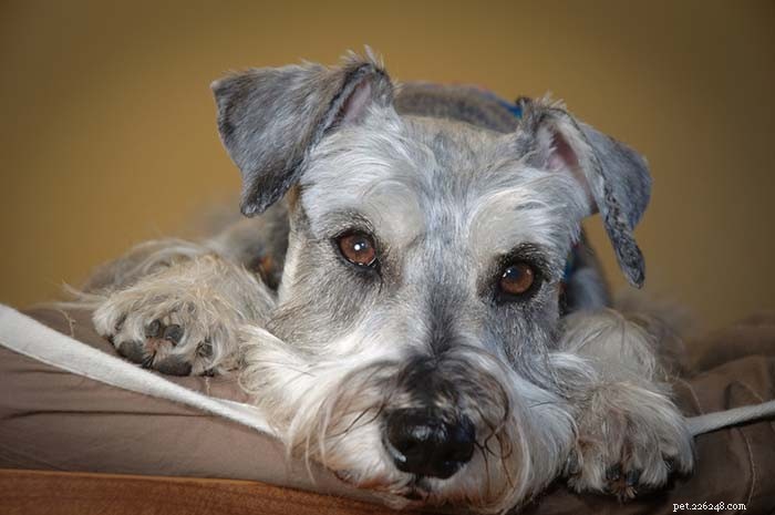 20 Highly Vocal Dog Breeds That Bark Frequently – Find the Best Fit for Your Home
