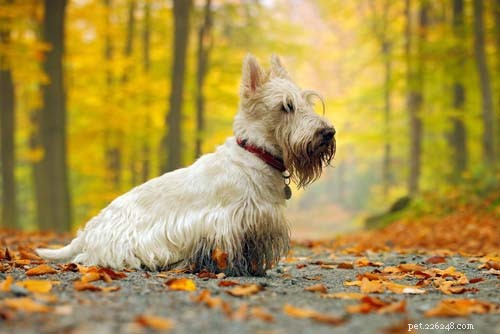 20 Highly Vocal Dog Breeds That Bark Frequently – Find the Best Fit for Your Home