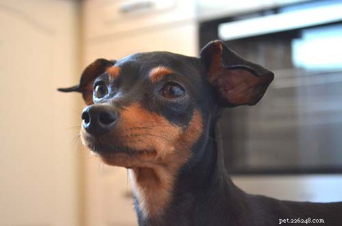 20 Highly Vocal Dog Breeds That Bark Frequently – Find the Best Fit for Your Home