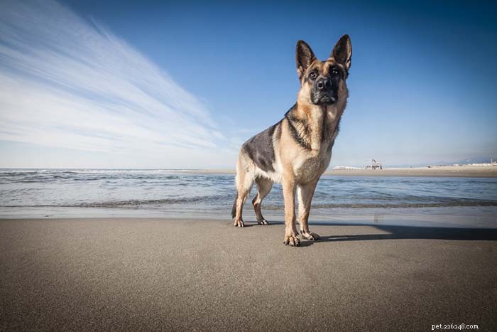 20 Highly Vocal Dog Breeds That Bark Frequently – Find the Best Fit for Your Home