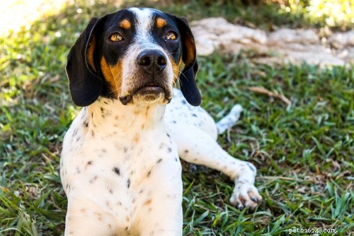 20 Highly Vocal Dog Breeds That Bark Frequently – Find the Best Fit for Your Home