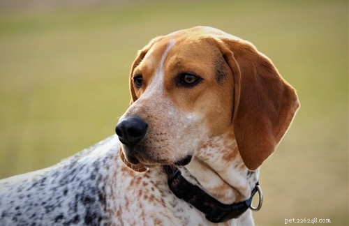 20 Highly Vocal Dog Breeds That Bark Frequently – Find the Best Fit for Your Home