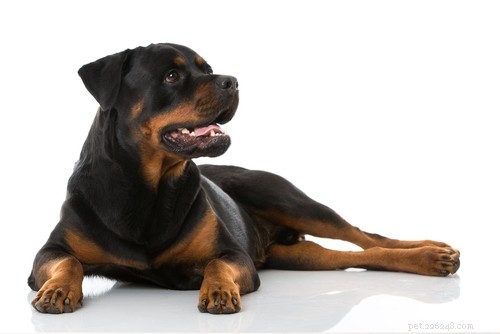 20 Highly Vocal Dog Breeds That Bark Frequently – Find the Best Fit for Your Home