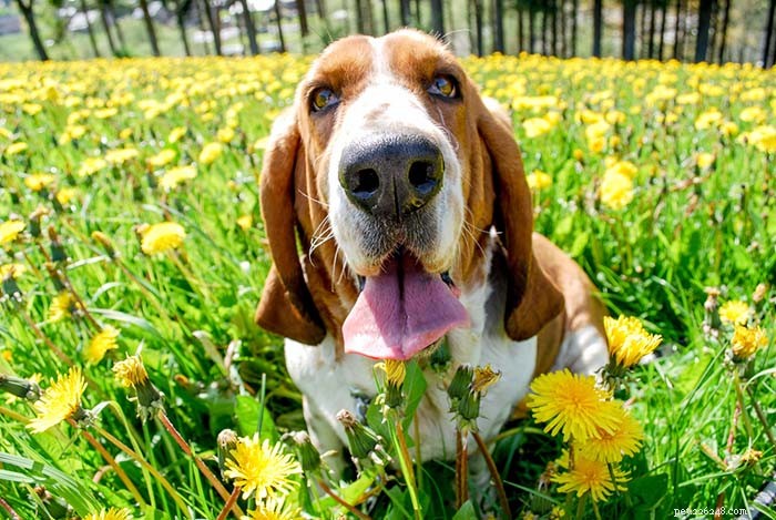 20 Highly Vocal Dog Breeds That Bark Frequently – Find the Best Fit for Your Home