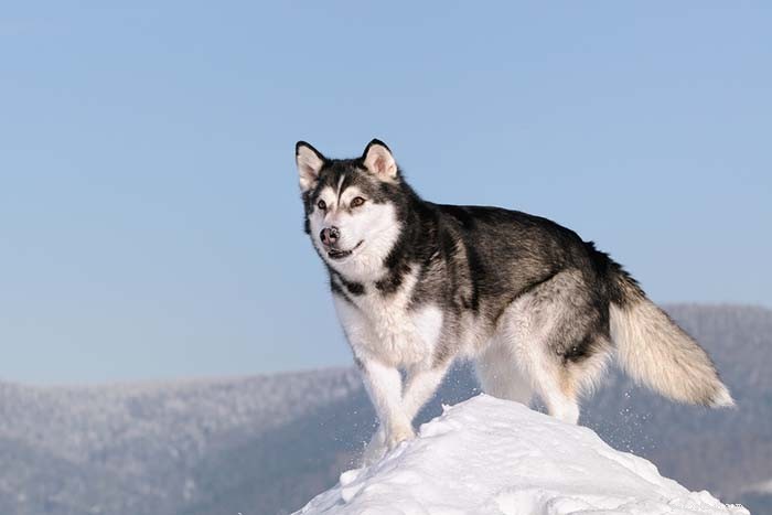 20 Highly Vocal Dog Breeds That Bark Frequently – Find the Best Fit for Your Home