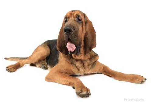 20 Highly Vocal Dog Breeds That Bark Frequently – Find the Best Fit for Your Home