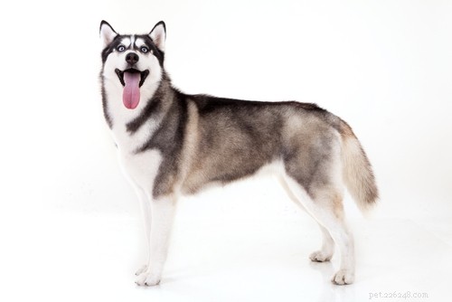 20 Highly Vocal Dog Breeds That Bark Frequently – Find the Best Fit for Your Home