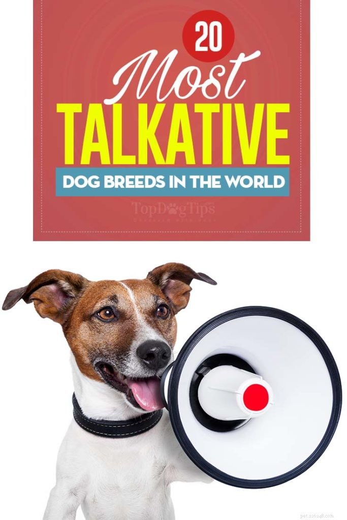 20 Highly Vocal Dog Breeds That Bark Frequently – Find the Best Fit for Your Home