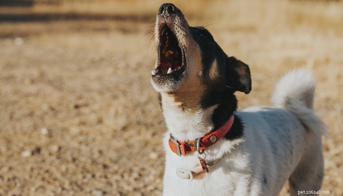 20 Highly Vocal Dog Breeds That Bark Frequently – Find the Best Fit for Your Home
