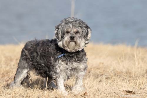 Discover the 10 Most Unusual Dog Breeds Around the World